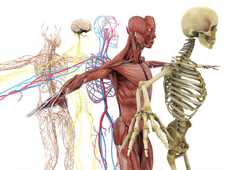 Nerve System Function and Wellness